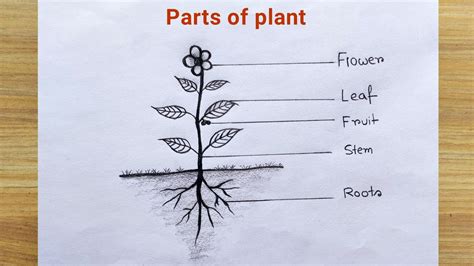 draw plants  parts  blake seay blog