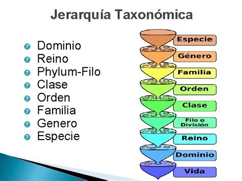 Tema Taxonoma De Los Seres Vivos Contenido Clasificacin