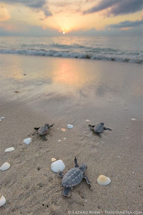 Baby Sea Turtles Heading on to the Ocean Fine Wall Art | Etsy