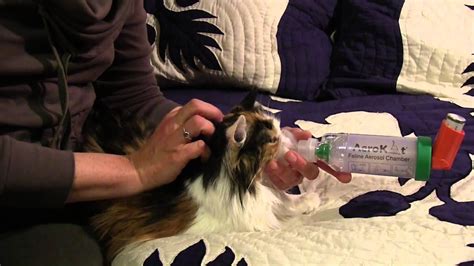 Feline Asthma Treatment With Aerokat Inhaler Youtube