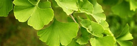 Beneficios Para La Salud Del Ginkgo Biloba Austrias Guide