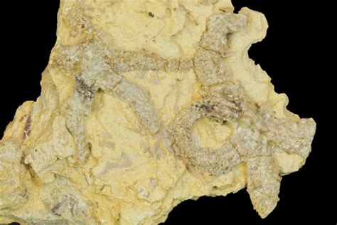 Rare Ordovician Starfish Urasterella Fossils Oklahoma 145035