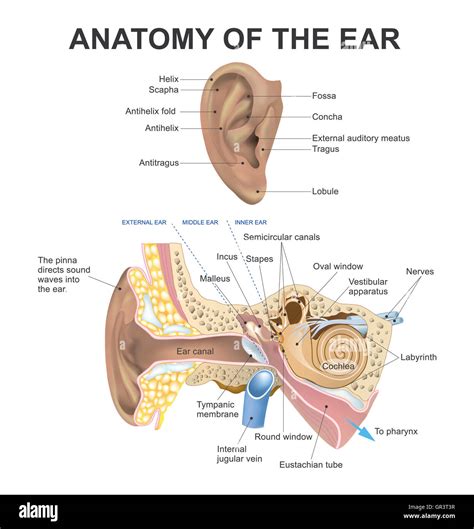 Inner Ear Anatomy Diagram