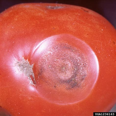 Controlling Tomato Anthracnose How To Manage Tomato Anthracnose