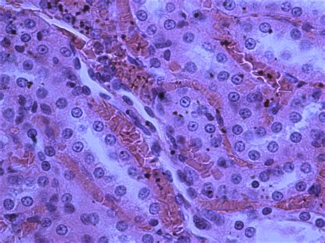 Medulla Histology