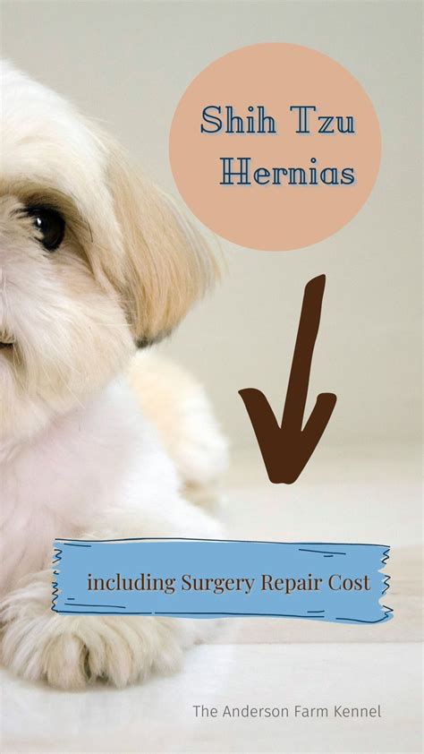 How Common Are Umbilical Hernias In Puppies