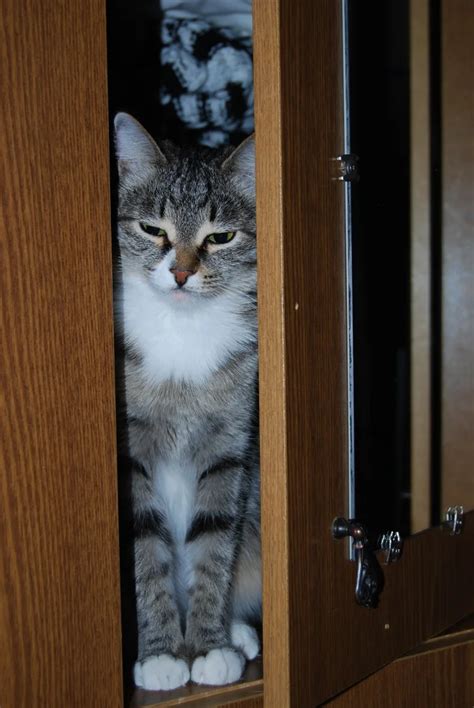 Пин на доске Кошки и коты-интересные фото