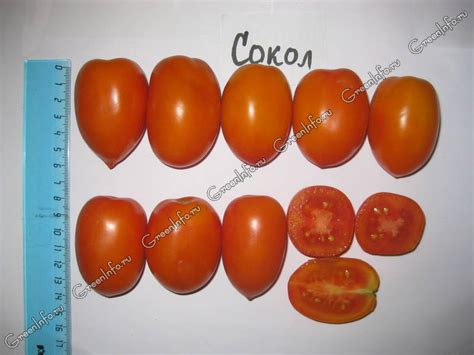 Кустовые томаты: сорта
