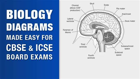 Biology Diagrams Made Easy For Cbse And Icse Board Exams