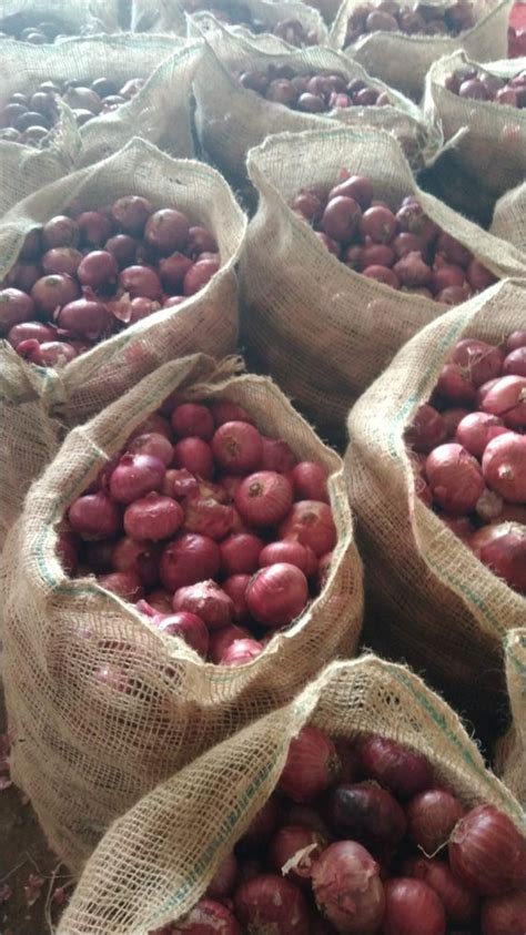 A Grade Maharashtra Red Onion Plastic Bag Onion Size Available