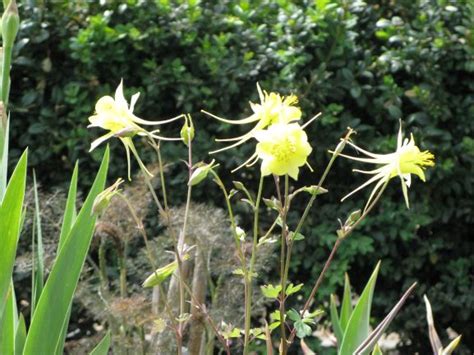 Das Journal | Der Berliner Gartenblog der Königlichen Gartenakademie