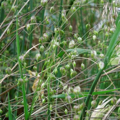 Briza media | Perenniculum