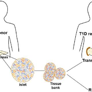 Isolation Of Human Islets For Tissue Bank Human Islets Isolated From