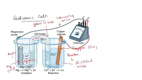 Solved Draw A Diagram Of A Voltaic Cell Using Zinc Zinc Ion And