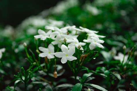 Buy Mixed Jasmine Plant Seeds Online