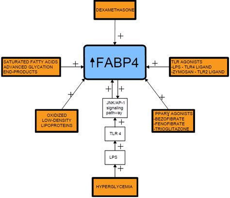 Fatty Acid Binding Protein 4 Encyclopedia Mdpi