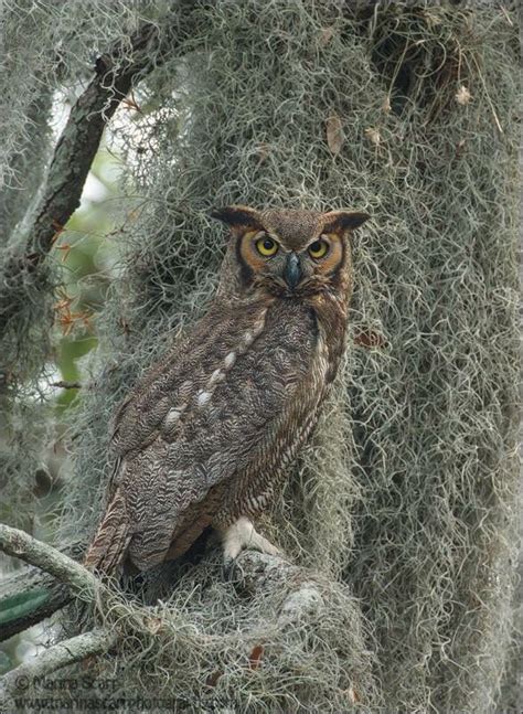 Moss Owl Photographer Marina Scarr Clicked This Great Horned Owl In Its