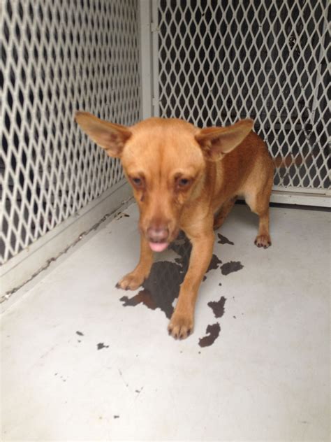 In Home Pet Euthanasia Cost - Pet Spare