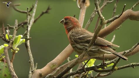 Vibrant Red House Finch | Bird Academy • The Cornell Lab