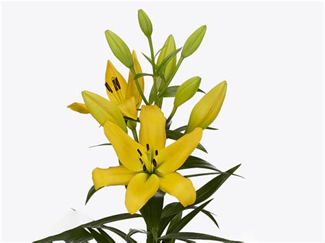 Lilium (LA-hybrids Grp) 'Amati'
