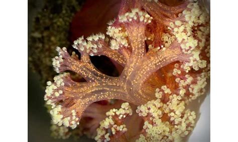 New Research Findings Understanding The Sex Life Of Coral Gives Hope Of Clawing It Back From