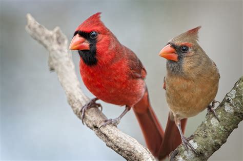 Cardinal Symbolism - The Happy Chicken Coop