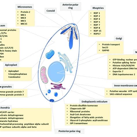 | Scheme depicting the subcellular localization of proteins identified ...