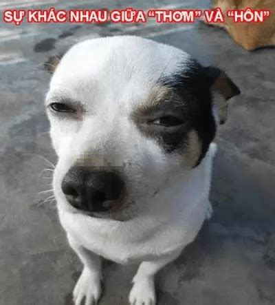 Hướng Dẫn ten pound pussy là gì Nghĩa của từ ten pound pussy Lớp VN