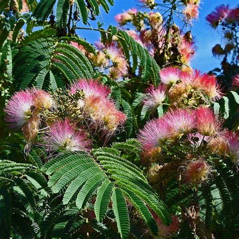 Mimosa Trees For Sale at Ty Ty Nursery