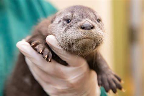 Американская выдра - 72 фото