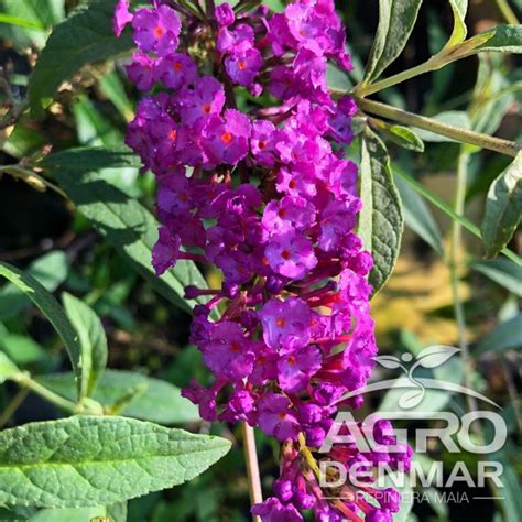 Liliac De Vara Royal Red Agrodenmarro