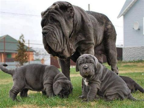 The 10 Most Hilarious Dog Breeds In The World Animal Fair