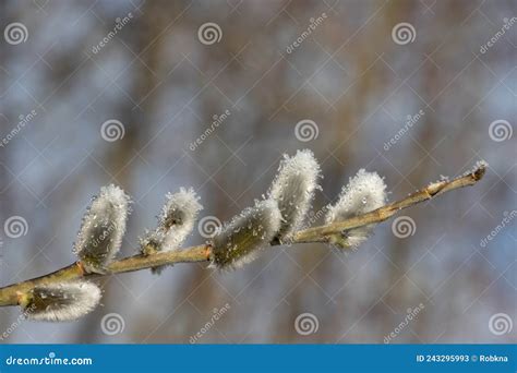 A Branch Of Pussy Willow Tree With Fresh Fuzzy Buds In Springtime Stock Photo Cartoondealer