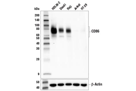 Cd E G P Rabbit Mab Bsa And Azide Free Cell Signaling Technology