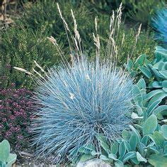 Of The Best Ornamental Grasses To Add Unbeatable Texture To Your