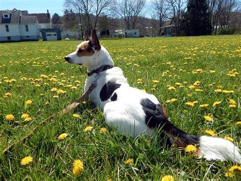 Sunny Day For The Dogs