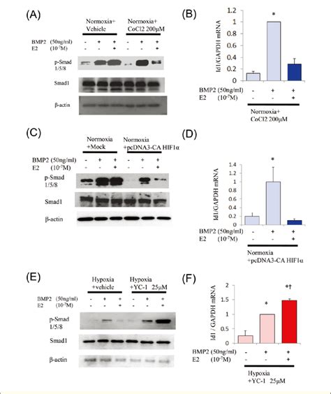 Effect Of Hypoxia Inducible Factor Hif Regulation A C E Western