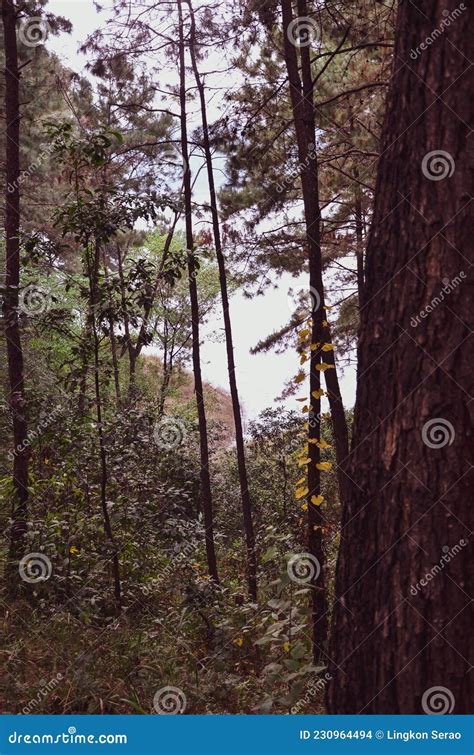 A Beautiful Forest Long Trees And Lake Stock Photo Image Of Beauty