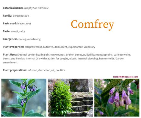 Benefits Of Comfrey