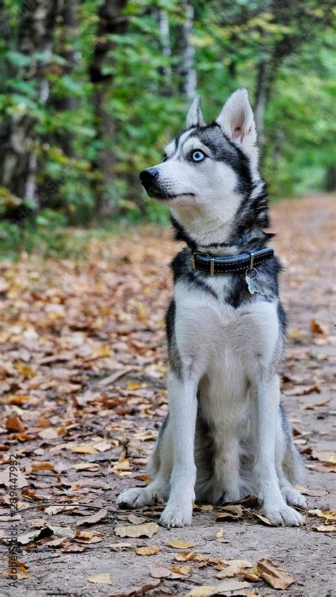 Mini Husky