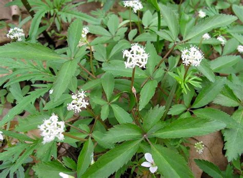 Цветение женьшеня (75 фото)