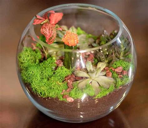 15 Best Succulents for Terrariums: Factors to Know Before Buying