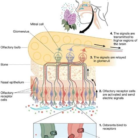 The Axons of Olfactory Receptor Cells Constitute