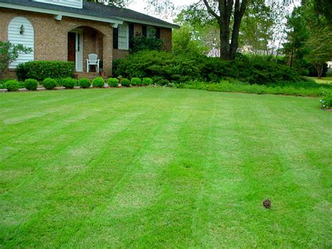 The Lunacy Of The American Lawn The Healthy Home Economist