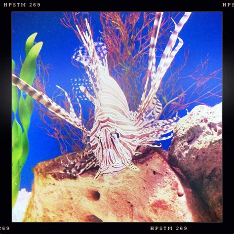 lionfish  florida aquarium  favorite fish florida fish lion