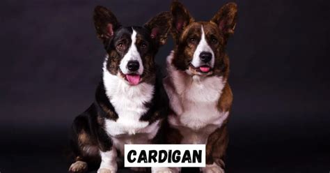 From Welsh roots to modern redesigns: the full spectrum of corgi types - Lincoln Academy Learning Hub