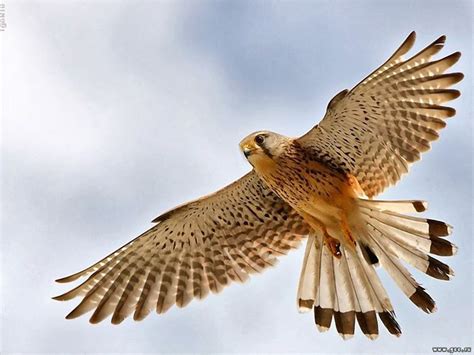 Сокол (Юра Щербаков) / Стихи.ру