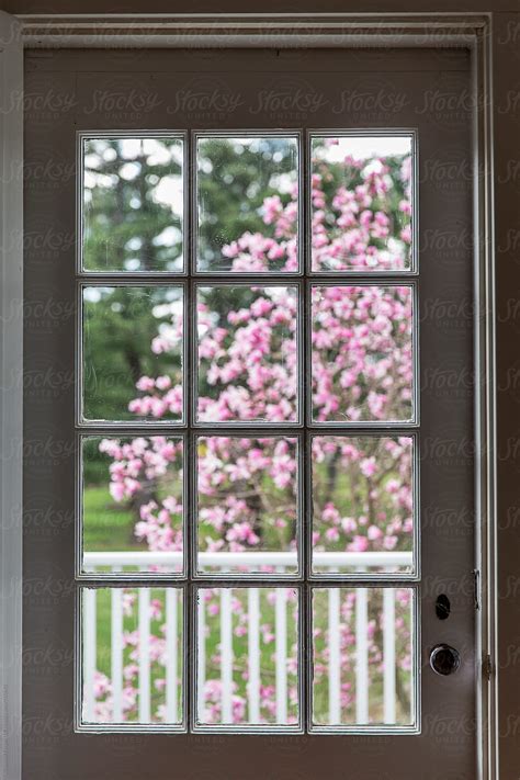 when does magnolia tree bloom