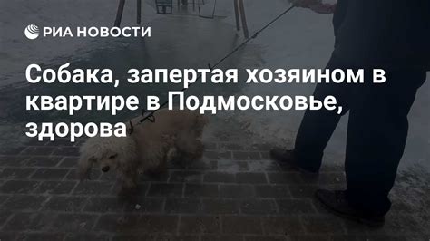 Собака, запертая хозяином в квартире в Подмосковье, здорова - РИА ...