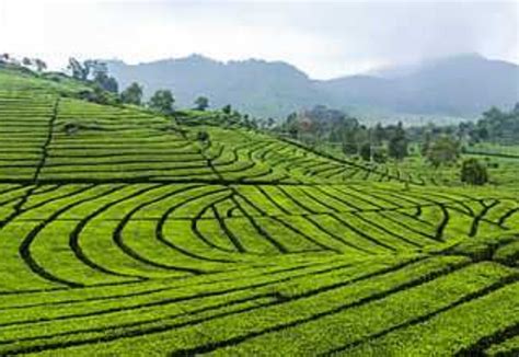 top   plantation company  perak malaysia